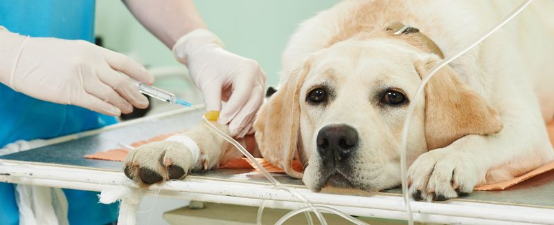 Veterinària Carme Reynés persona inyectando un perro